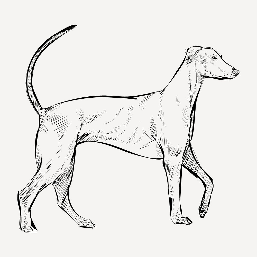 Redbone Coonhound dog sketch animal illustration psd