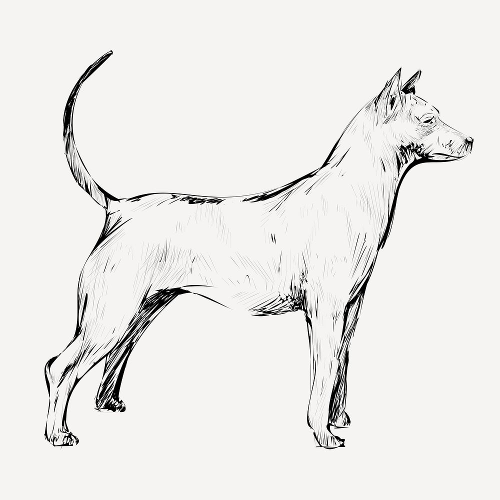 Thai Ridgeback dog animal illustration vector