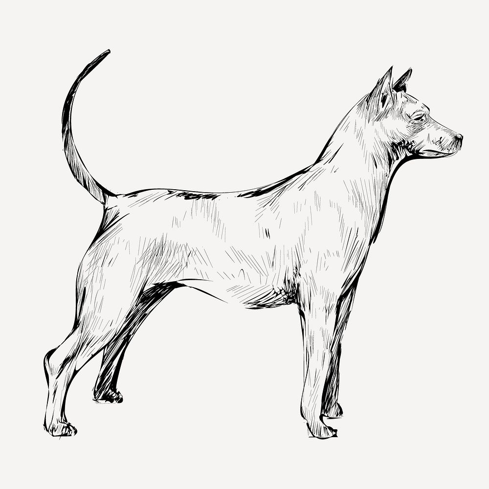 Thai Ridgeback dog sketch animal illustration psd