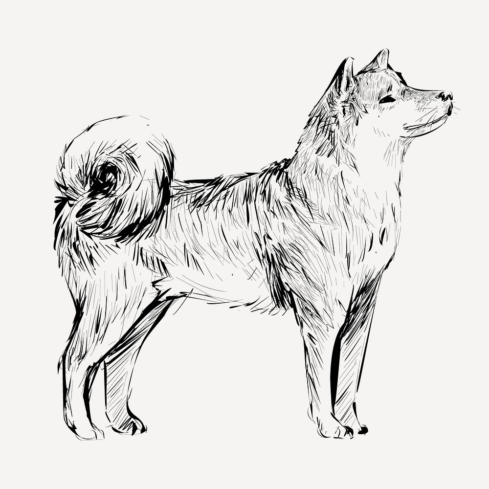 Shiba dog sketch animal illustration psd