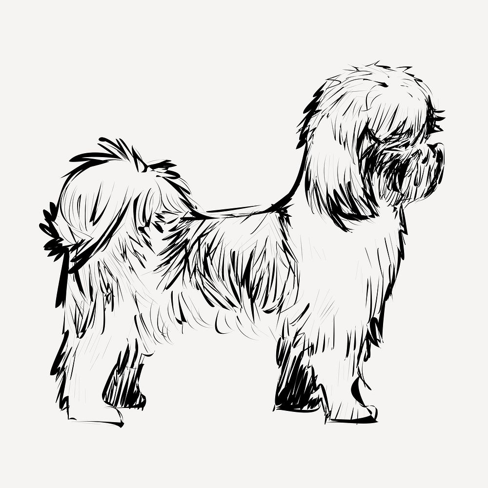 Shih Tzu dog animal illustration vector