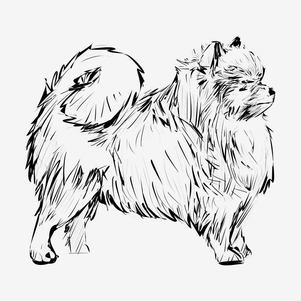 Pomeranian dog animal illustration vector