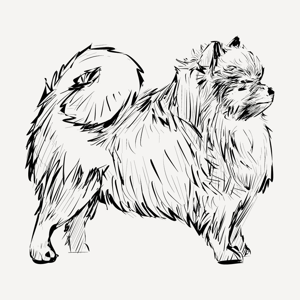 Pomeranian dog sketch animal illustration psd