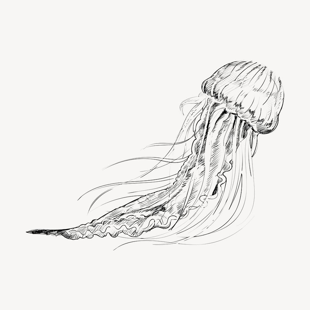 Jellyfish sketch animal illustration vector