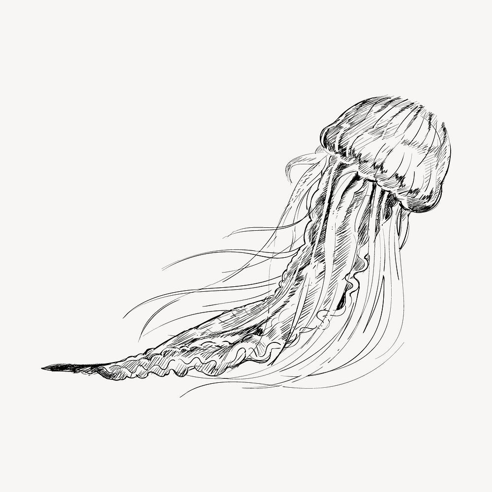 Jellyfish  sketch animal illustration psd
