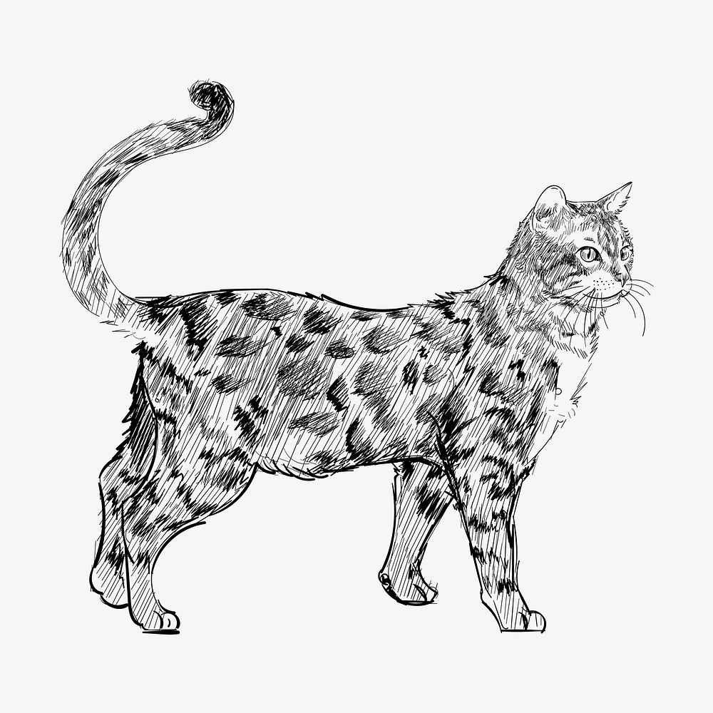 Bengal cat sketch animal illustration psd