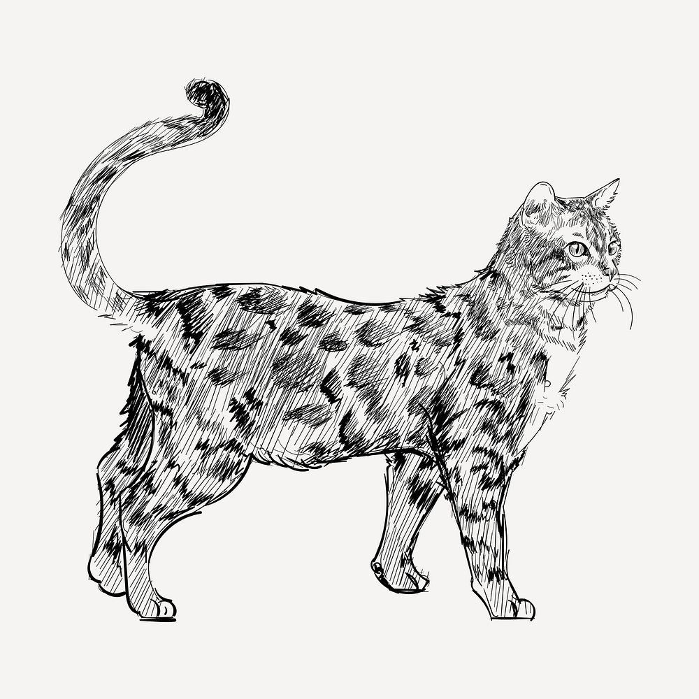 Bengal cat animal illustration vector