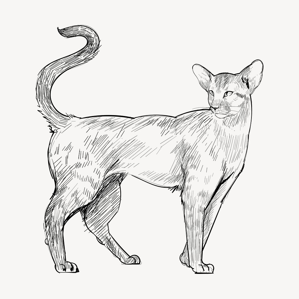 Oriental Shorthair cat sketch animal illustration psd