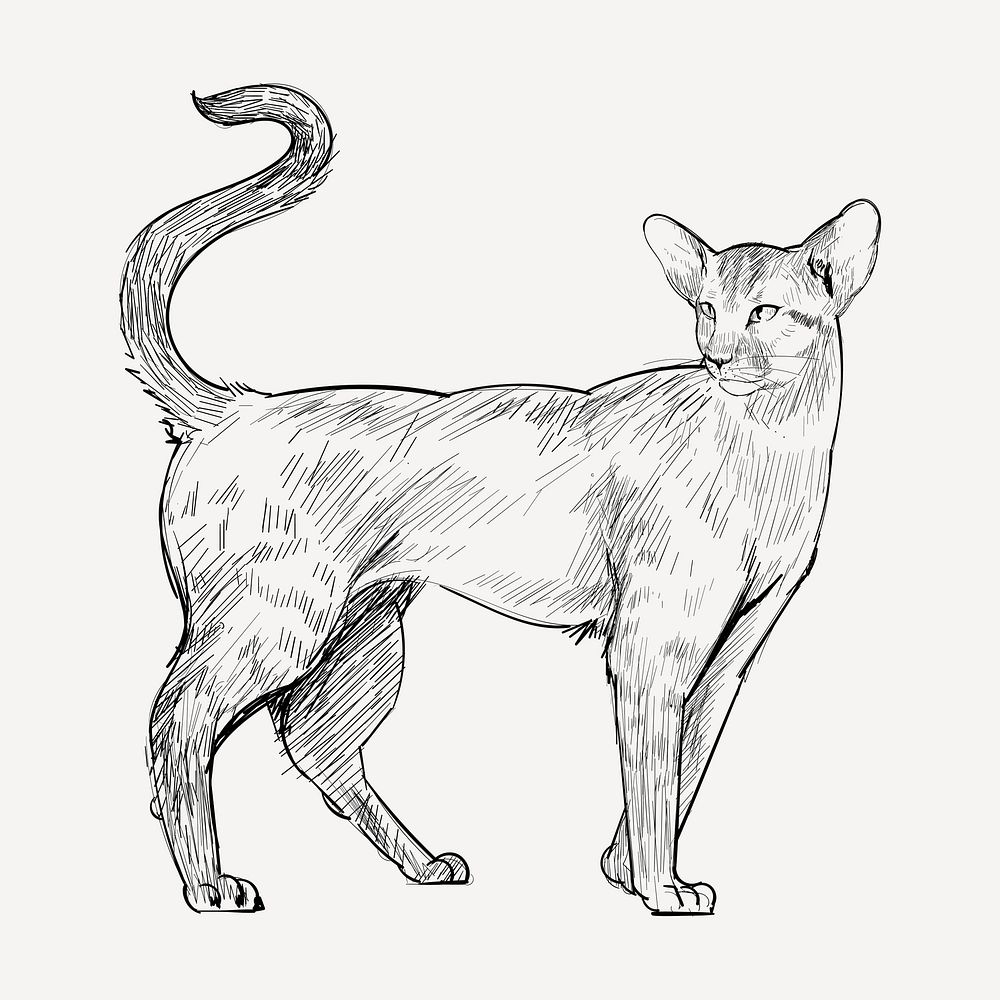 Oriental Shorthair cat animal illustration vector