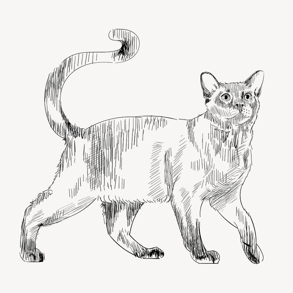 Burmese cat sketch animal illustration psd