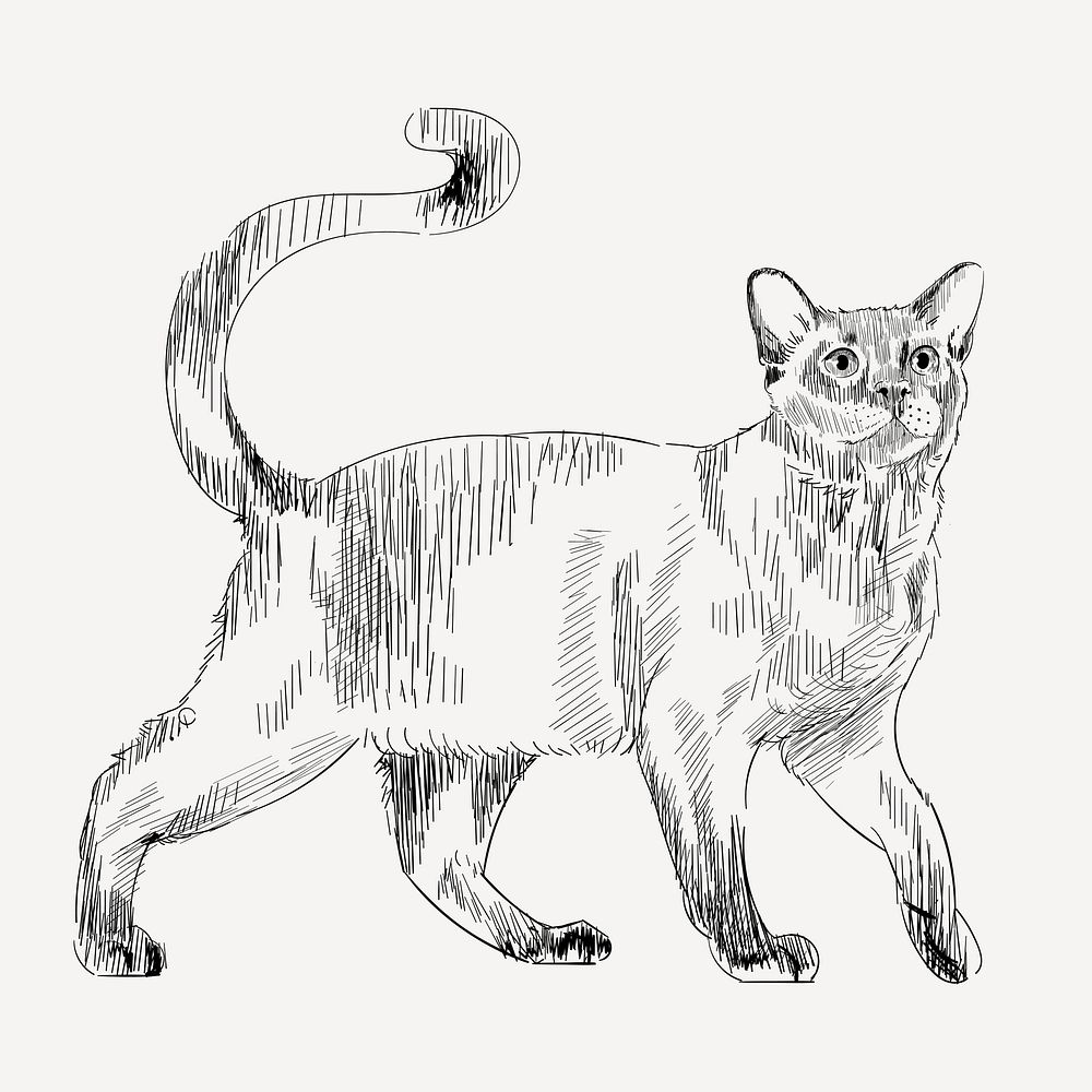 Burmese cat animal illustration vector