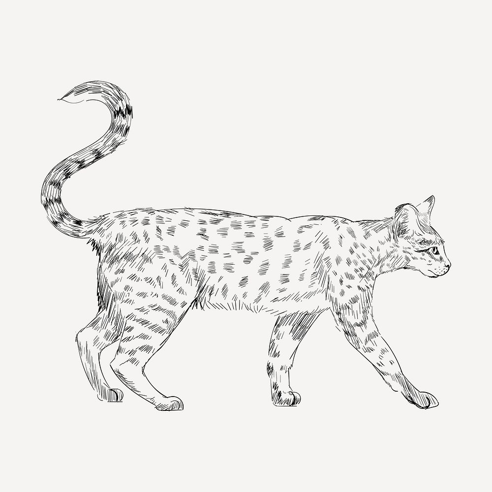 Savannah cat animal illustration vector