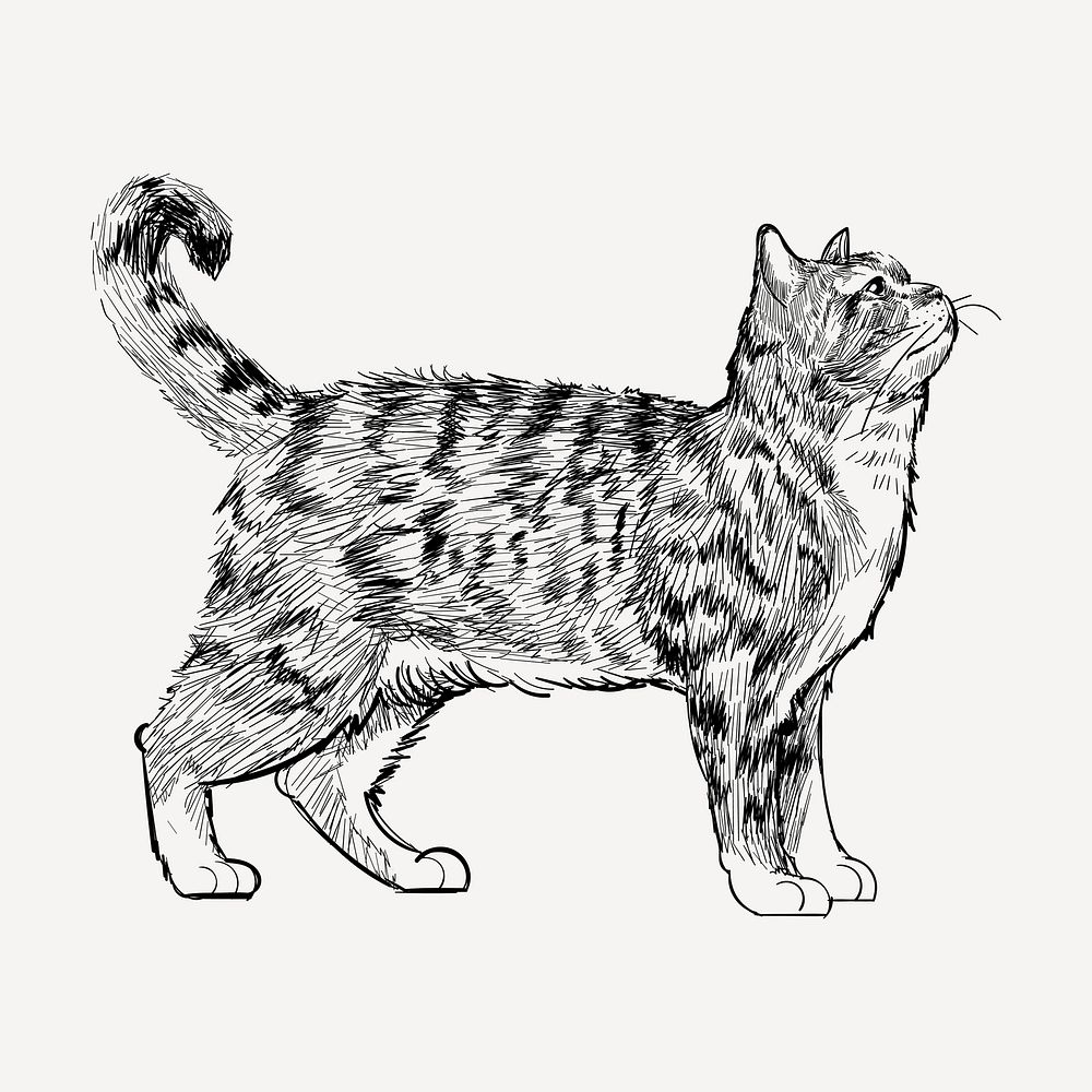 American Wirehair cat animal illustration vector