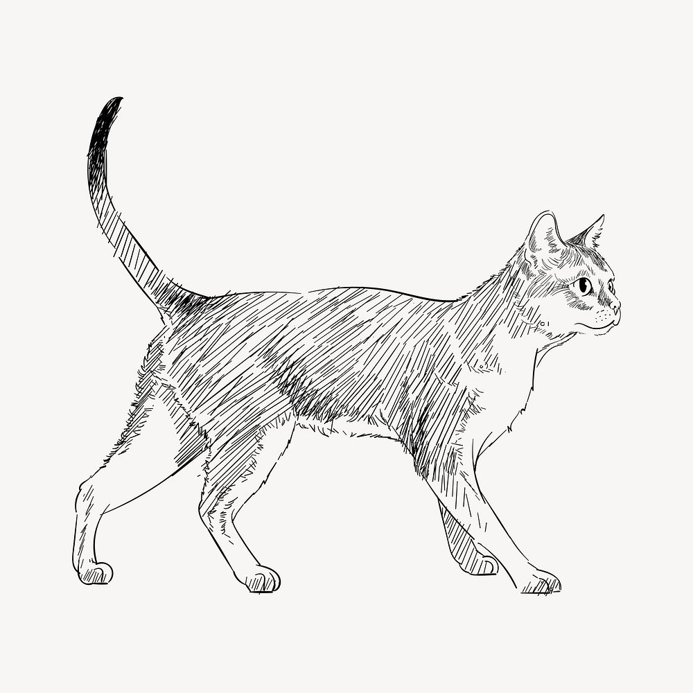 Singapura cat sketch animal illustration psd