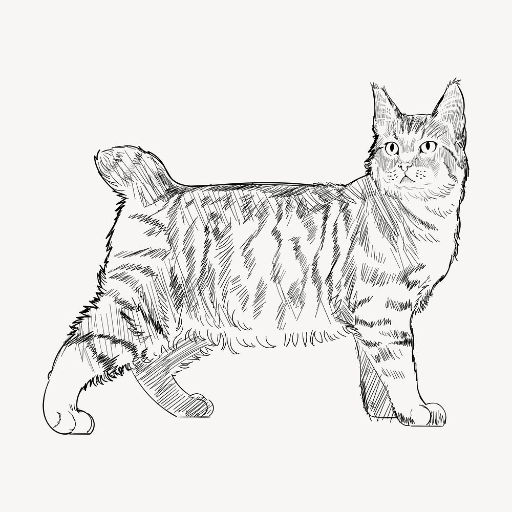 Pixie Bob cat sketch animal illustration psd