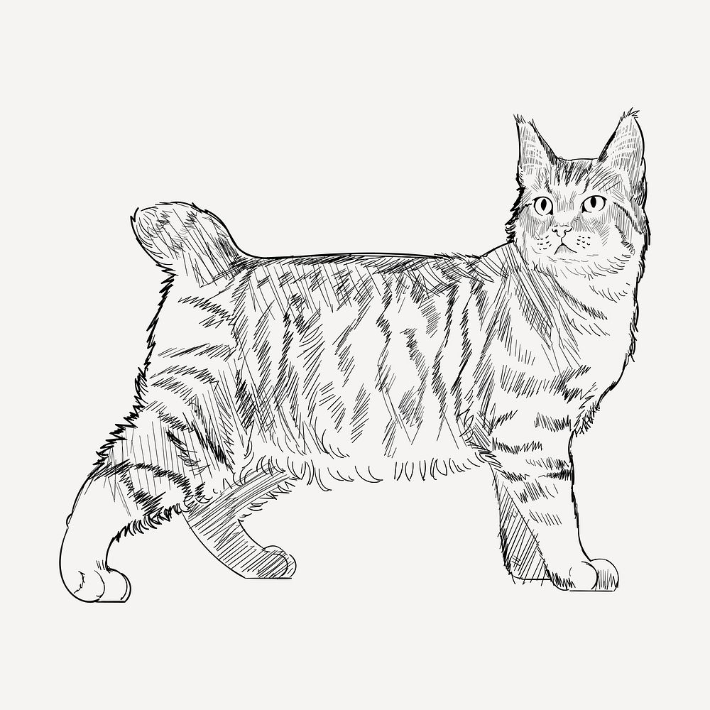 Pixie Bob cat animal illustration vector