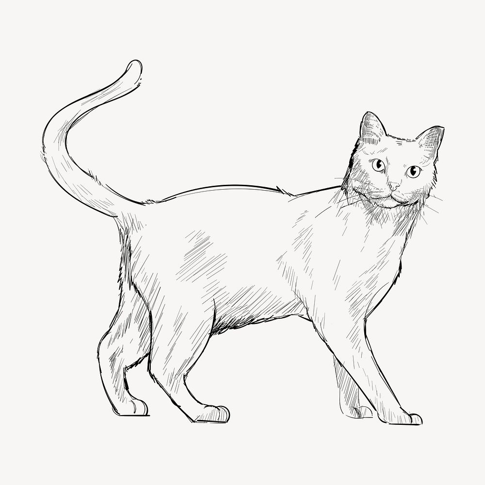 Khao Manee cat sketch animal illustration psd