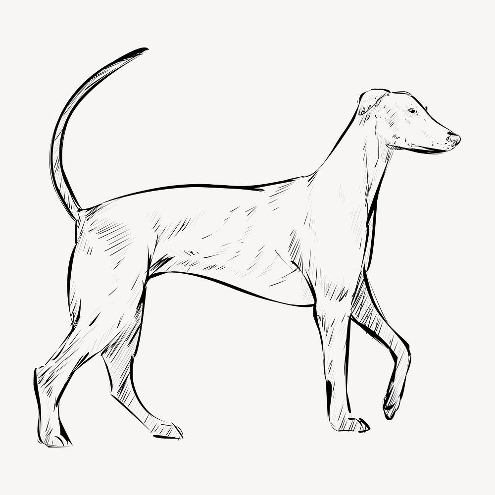 Redbone Coonhound dog animal illustration vector