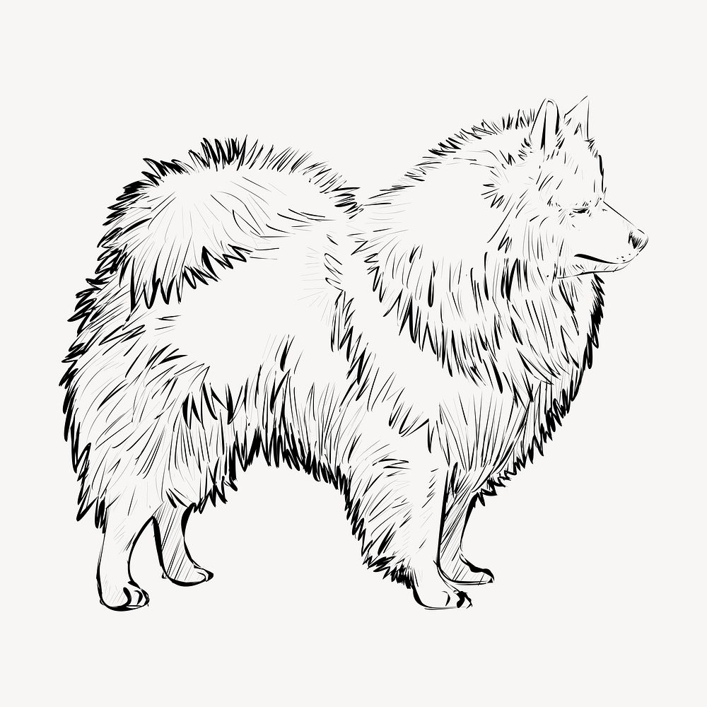 Spitz dog animal illustration vector