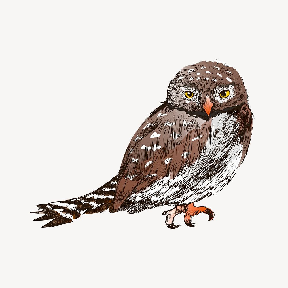 Northern Pygmy owl animal illustration vector