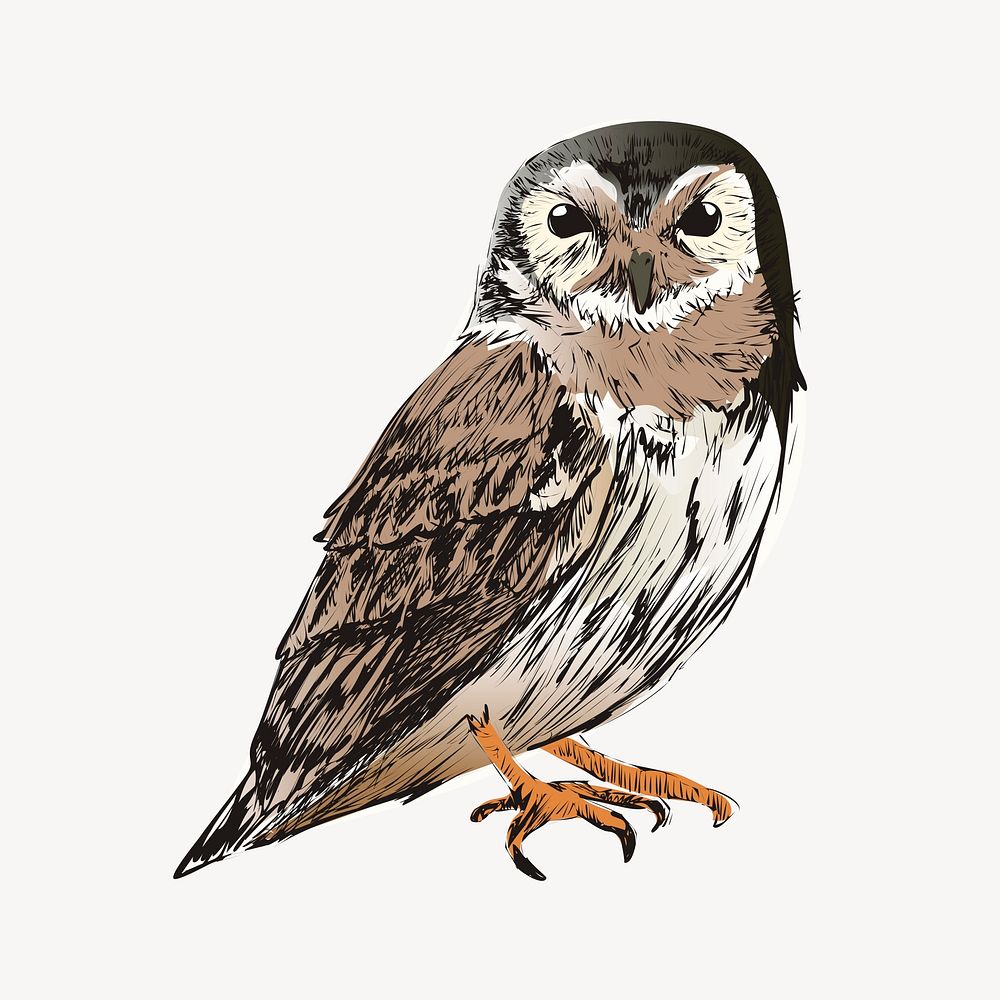 Screech owl animal illustration vector