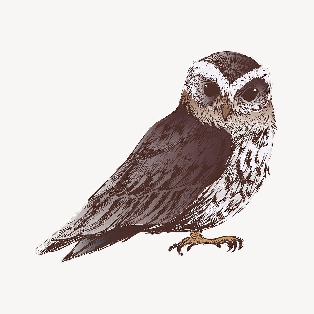Flammulated owl sketch animal illustration psd
