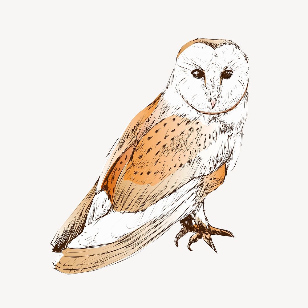 Barn owl sketch animal illustration psd