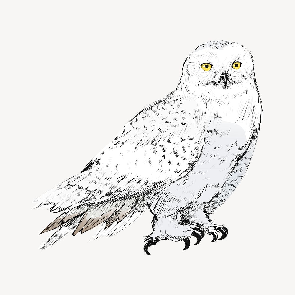 Snow owl animal illustration vector