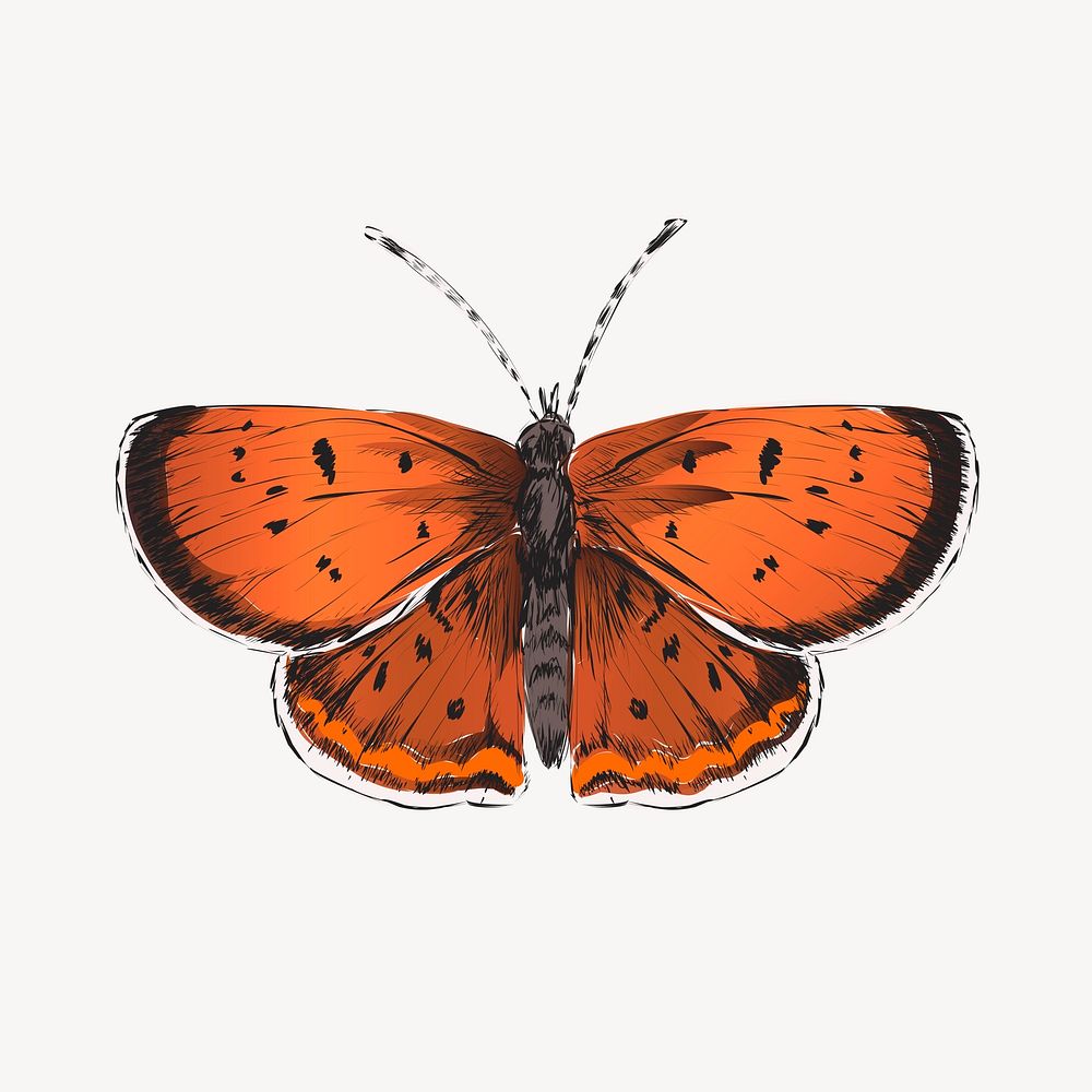 Purplish Copper butterfly sketch animal illustration psd
