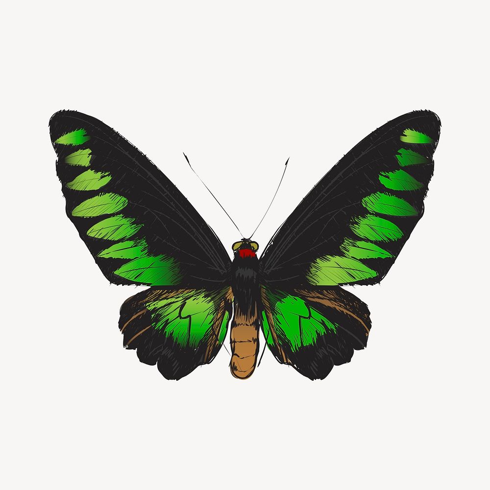 Green butterfly sketch animal illustration psd