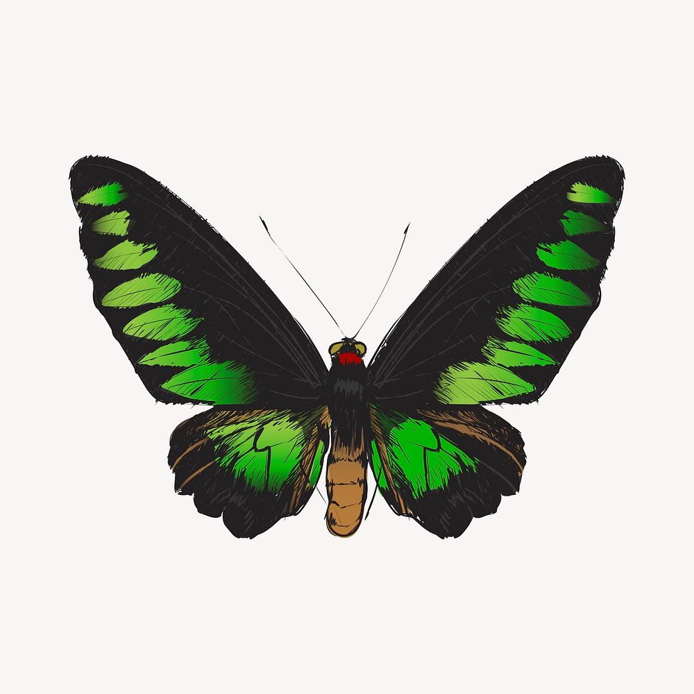Green butterfly animal illustration vector