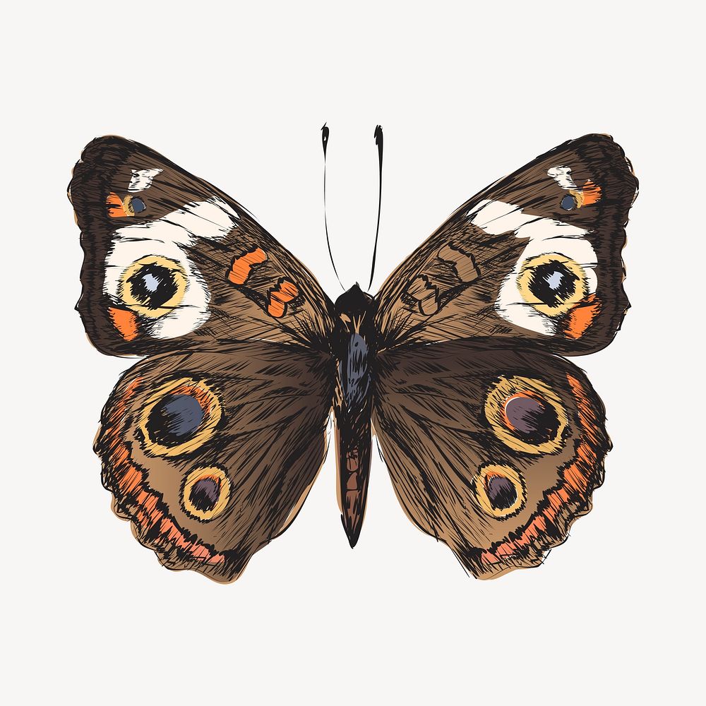 Common Buckeye butterfly sketch animal illustration psd