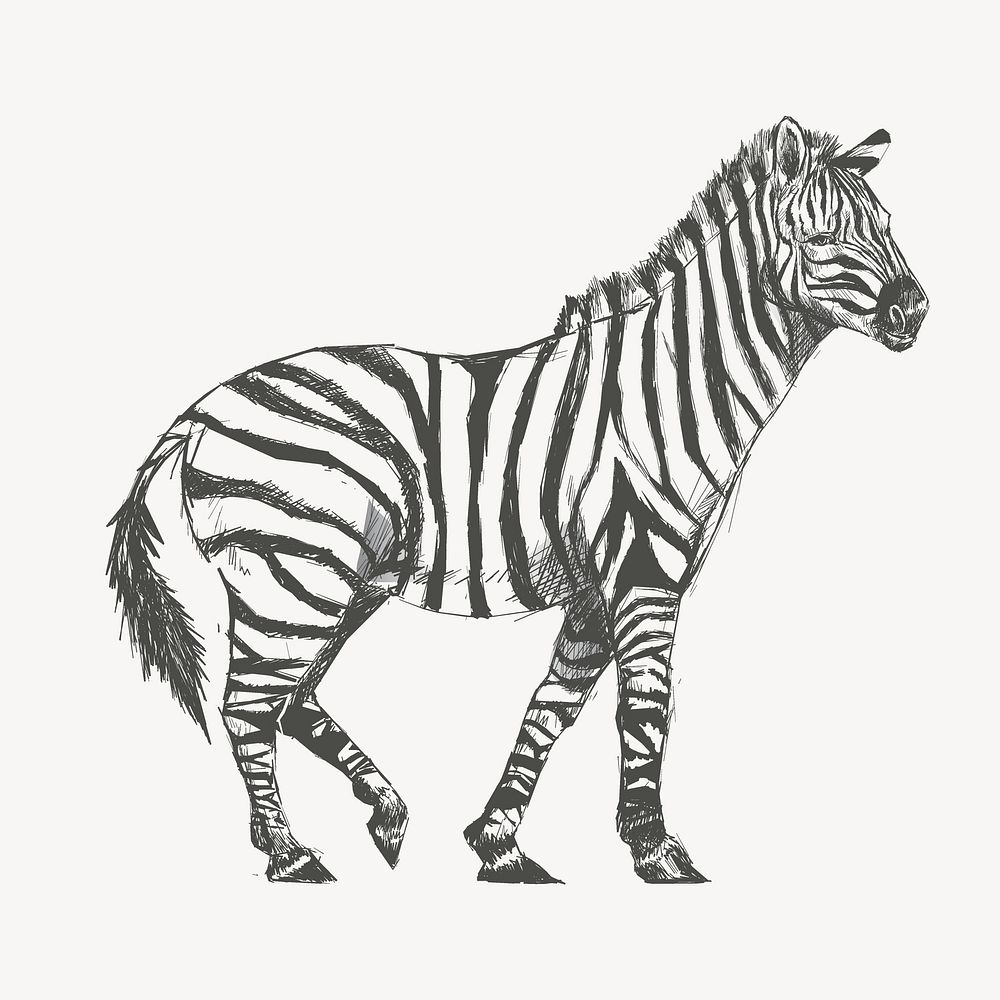 Zebra  sketch animal illustration psd