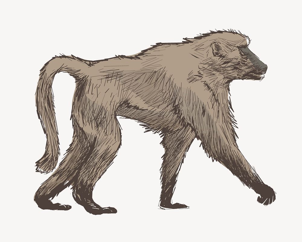 Baboon walking sketch animal illustration psd