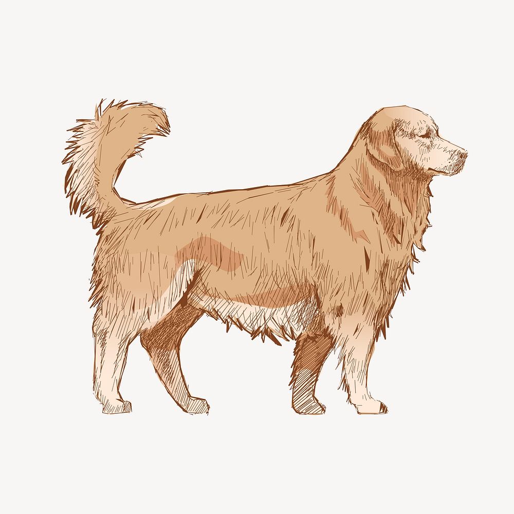 Golden Retriever dog animal illustration vector
