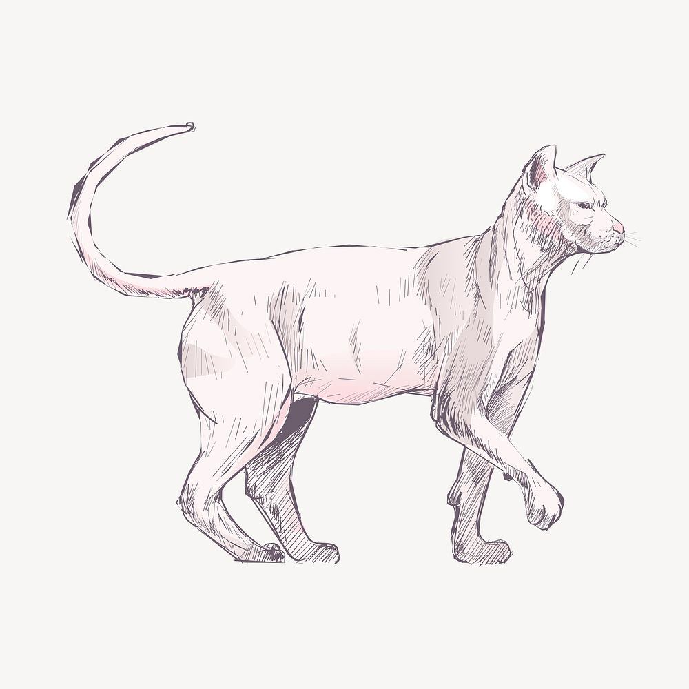 Sphynx cat animal illustration vector