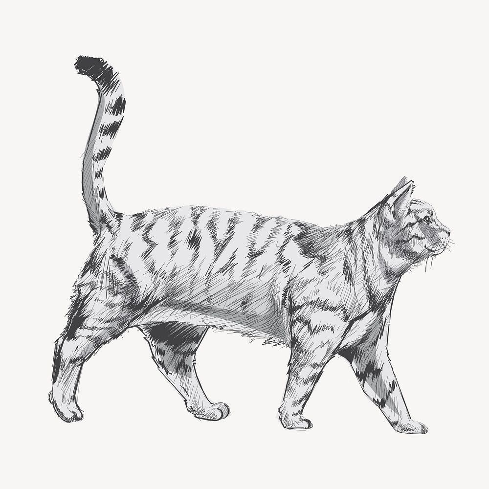 British Shorthair cat animal illustration vector