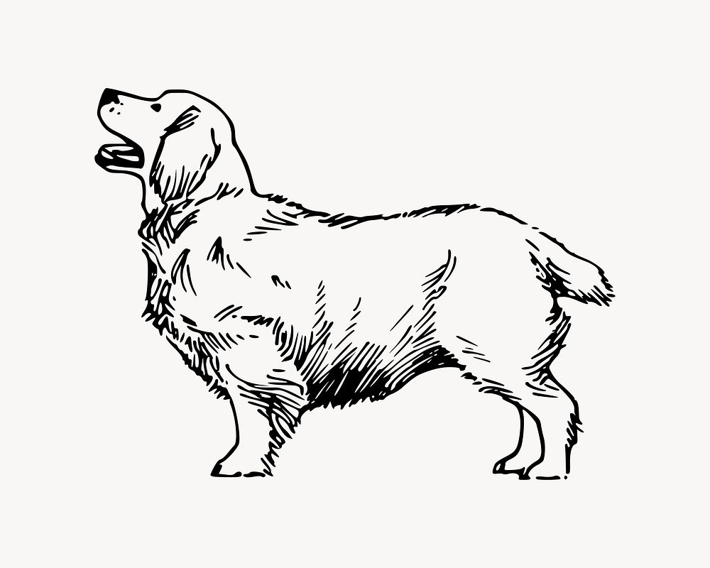Clumber Spaniel dog illustration vector. Free public domain CC0 image.