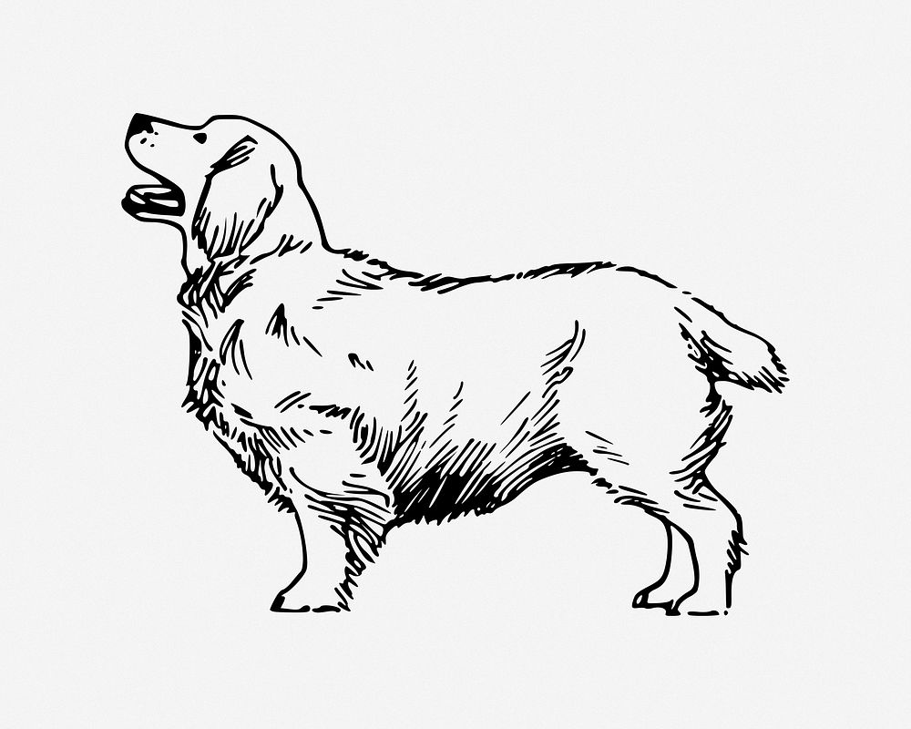 Clumber Spaniel dog illustration. Free public domain CC0 image.