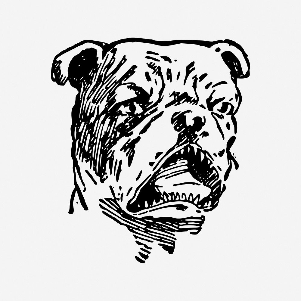Bulldog illustration. Free public domain CC0 image.