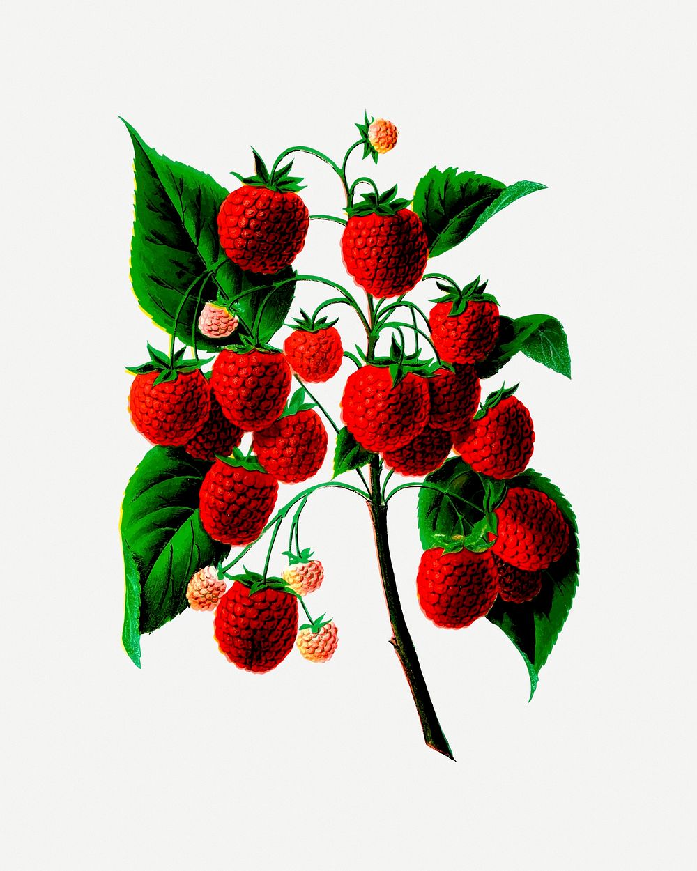 Strawberry illustration psd. Free public domain CC0 image.