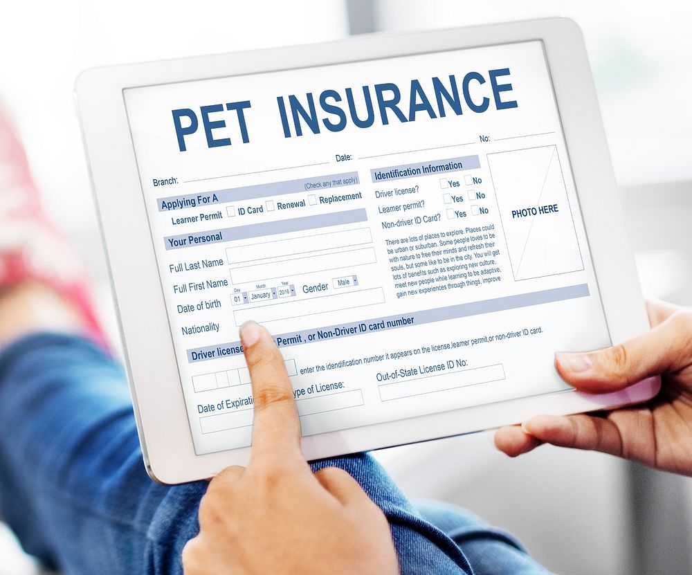 Pet Insurance Form Animal Doctor Concept