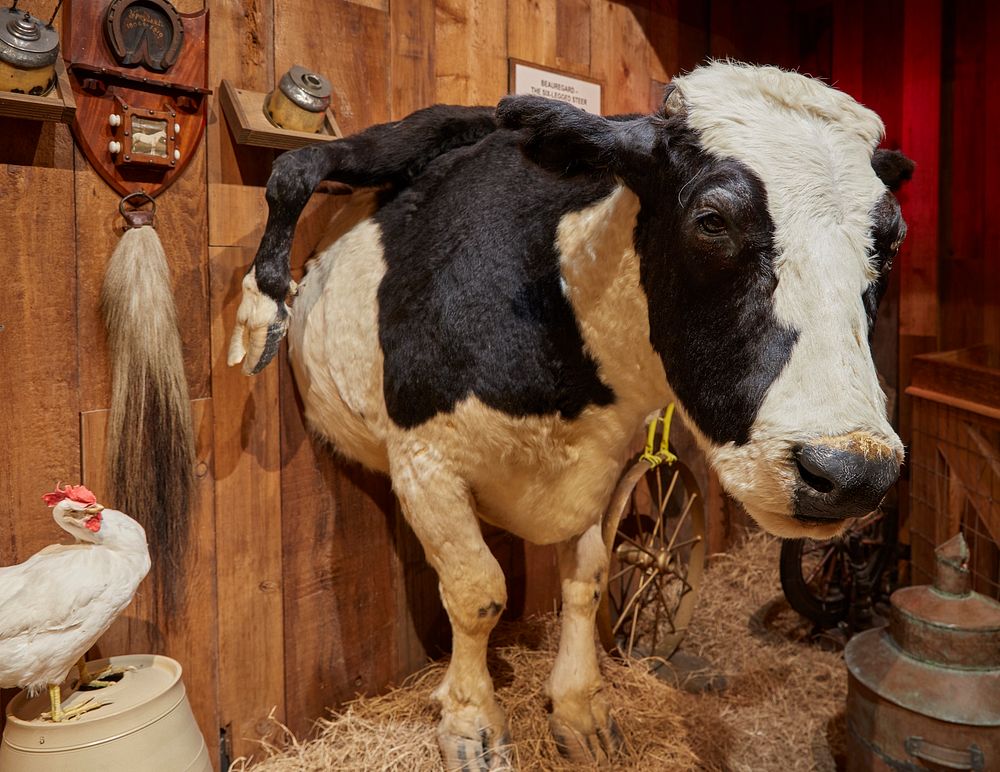                         Beauregard, a six-legged steer, at the Ripley's Believe It Or Not tourist attraction in St.…