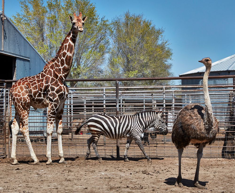                         This is an unusual "three-fer" if you like animals rarely seen outside zoos in America: a giraffe, a…