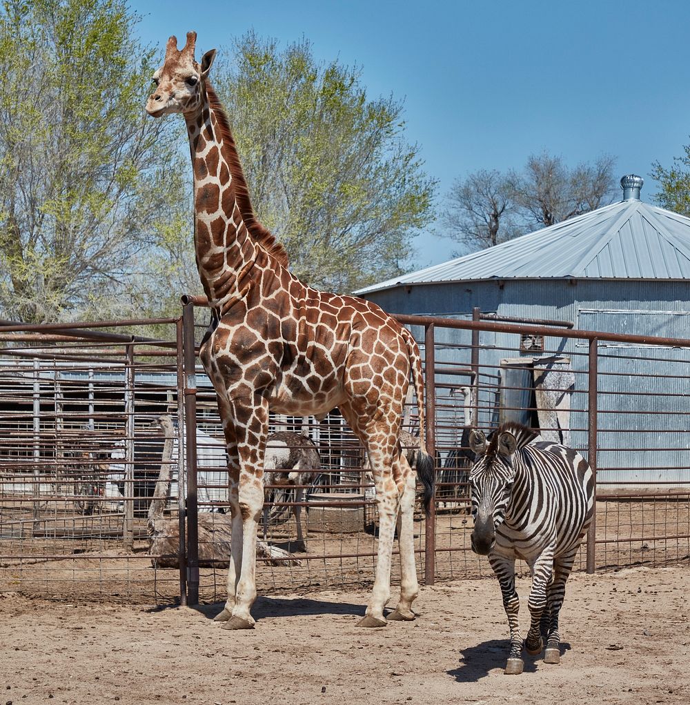                         Two species with elaborate markings, a giraffe and a zebra, share space at the Hedrick Exotic Animal…