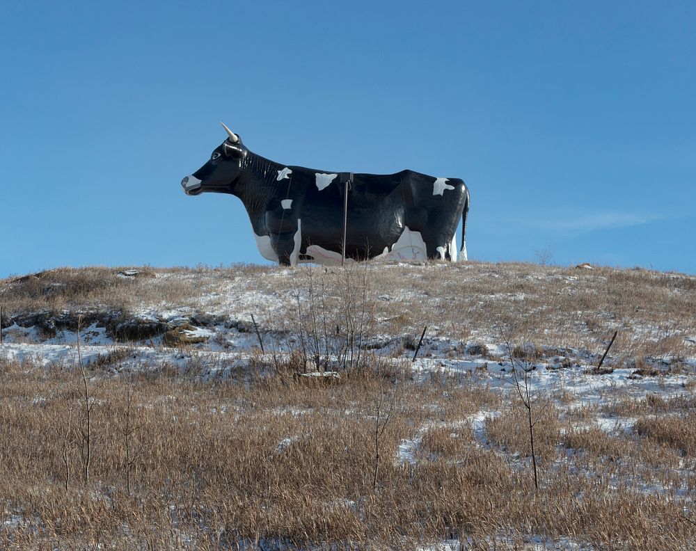                         Meet Salem Sue, the world's largest cow, or at least the largest Holstein cow, according to locals…