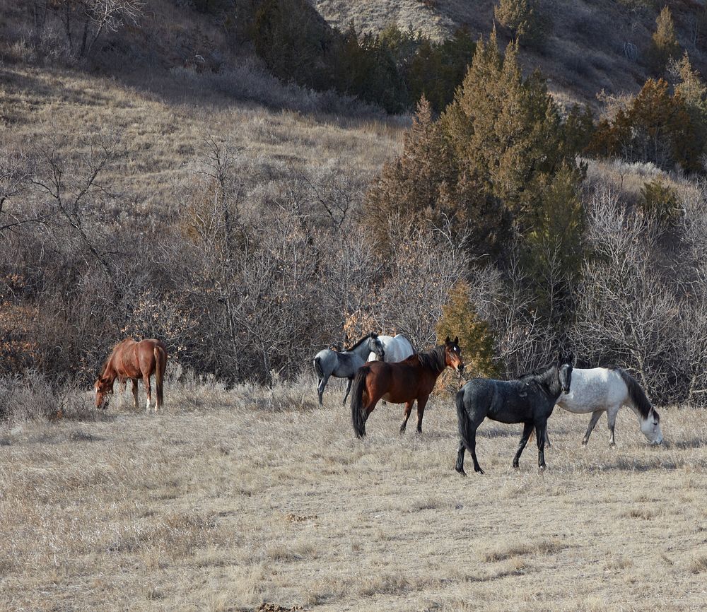                         Horses near Medora and the Theodore Roosevelt National Park near Medora in southwest North Dakota   …