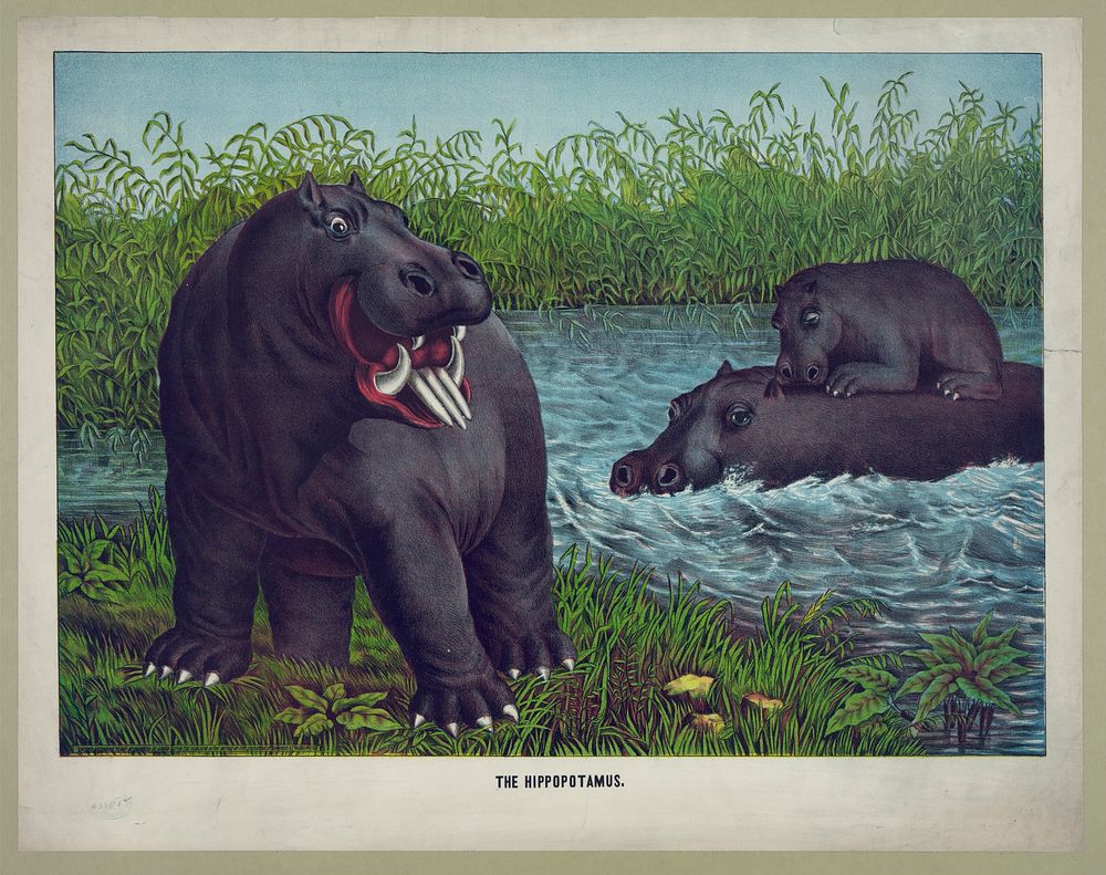 The hippototamus, c1874.