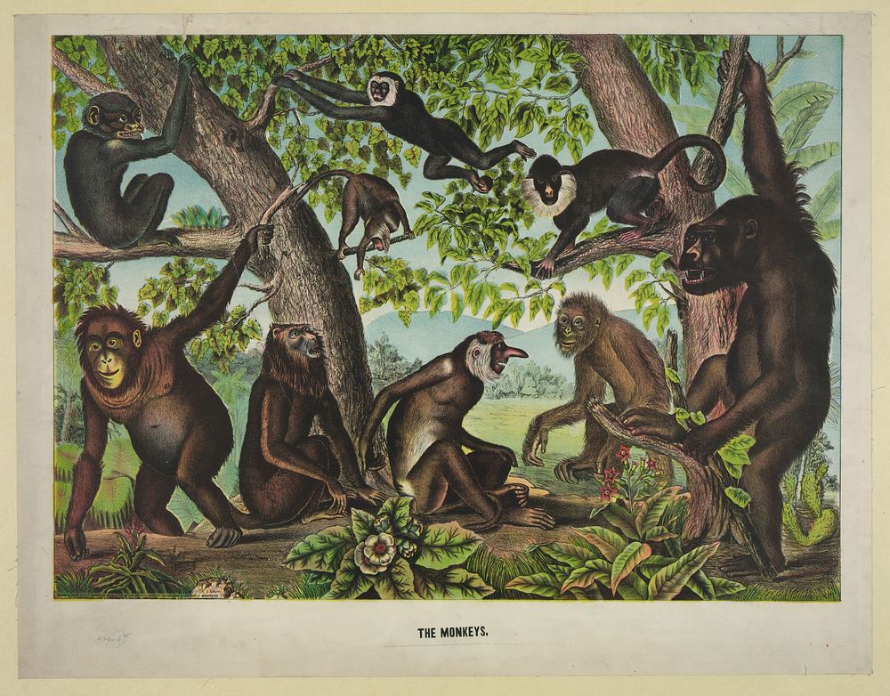 The monkeys, c1874.