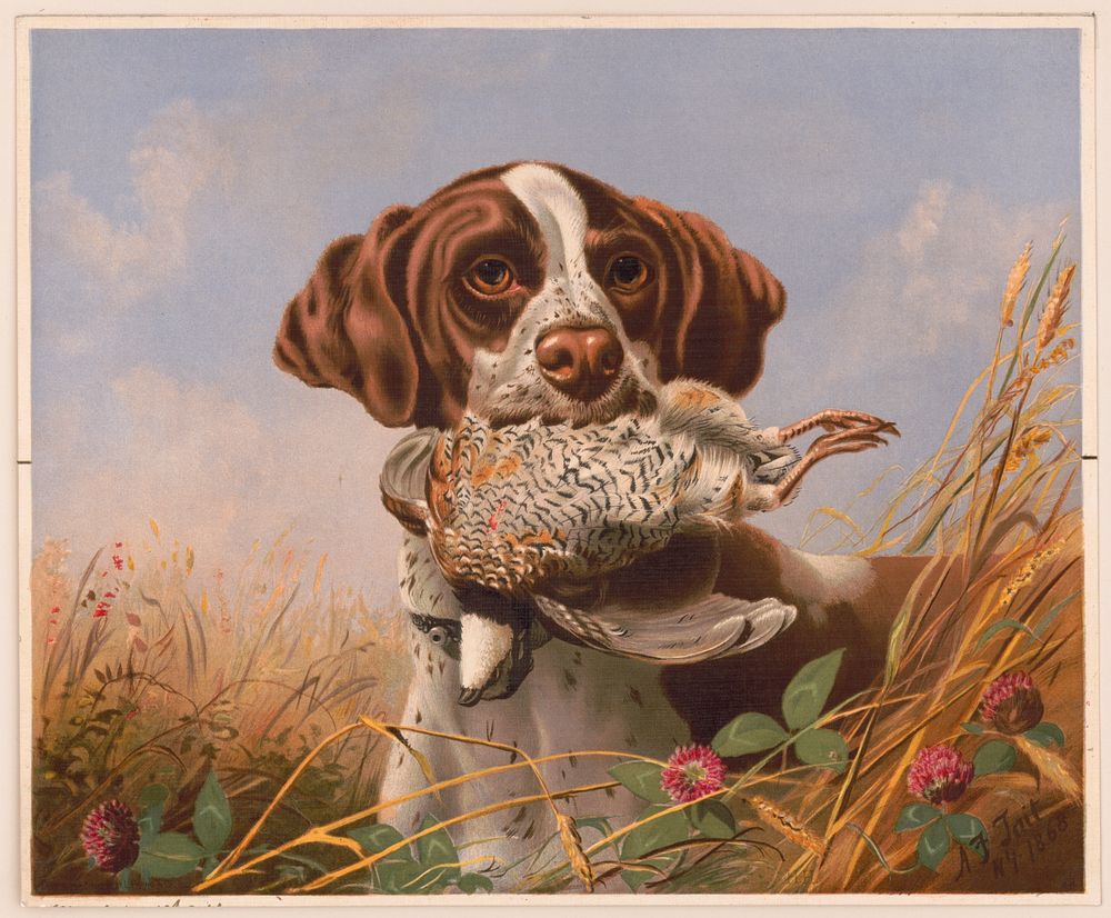 Pointer and quail, c1869.